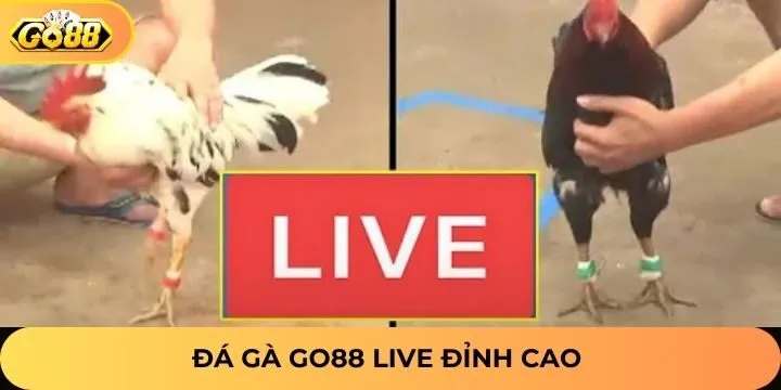 Giới thiệu thông tin về sảnh đá gà Go88